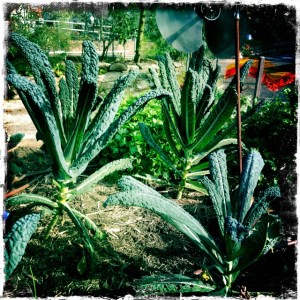 Our kitchen garden Tuscan kale