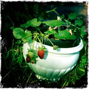 ourkitchengarden.net