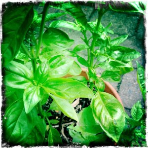 ourkitchengarden.net