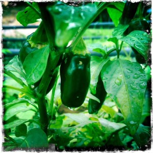 ourkitchengarden.net