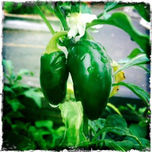 ourkitchengharden.net