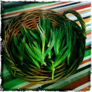 ourkitchengarden.net