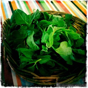 ourkitchengarden.net