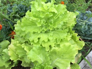 ourkitchengarden.net