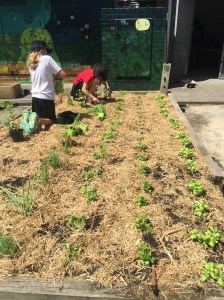 ourkitchengarden.net